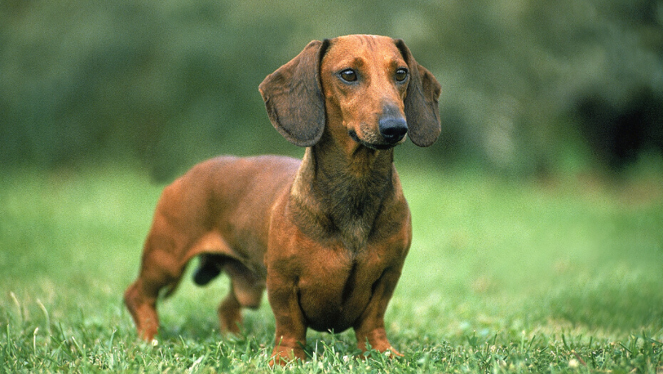 Black and tan store short haired dachshund